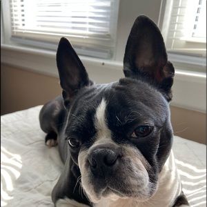 Meet your Posher, Sadie